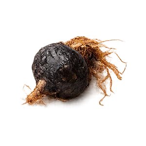 Farmaprox — raíz de maca negra