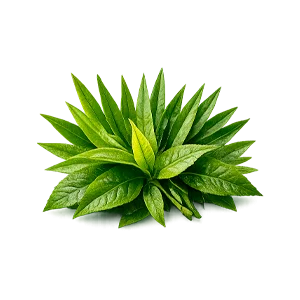 Farmaprox — té verde